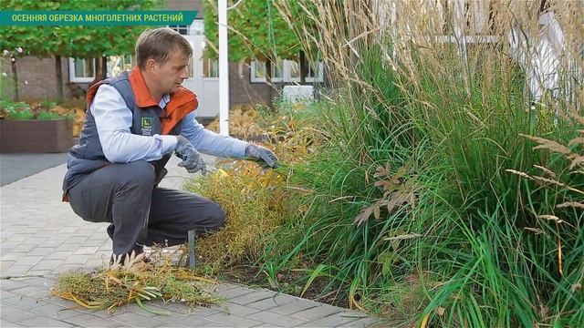 Осенняя обрезка многолетних цветов. Осенняя обрезка многолетних растений Какие многолетники обрезат смотреть онлайн