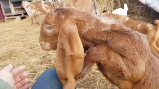 КАМОРИ НУБИЙСКИЕ КОЗЛЯТА КОНИ КОРОВА смотреть онлайн