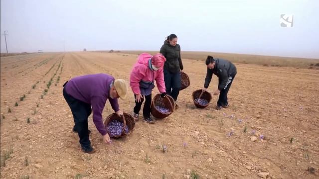 Los recolectores del Jiloca - Azafrán смотреть онлайн