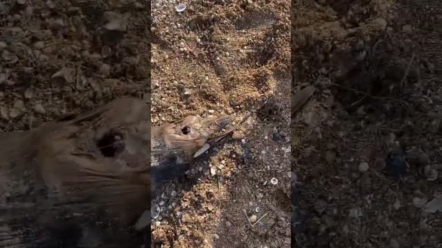 Последствия шторма . Азовское море . Дельфин. смотреть онлайн