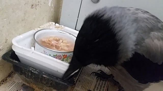 МАГИЧЕСКИЙ СОЛНЕЧНЫЙ РАССВЕТ 12 11 18... смотреть онлайн