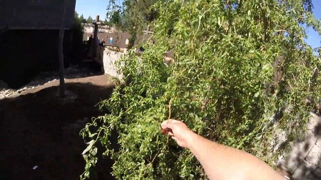 California Disneyland Trees my tree nerd mode Salix babylonica 'Tortuosa' смотреть онлайн