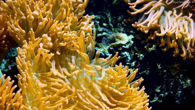 Enchanting Aquascape 4K (ULTRA HD) ? Exquisite Coral Reef Fish - Serene Sleep Meditation Music смотреть онлайн