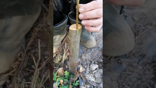 Прививаем Алычу на сливу под кору смотреть онлайн