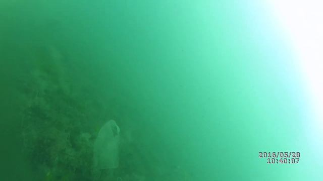 «Чистый берег. Чистое море» — ОМЕГА — 28 МАЯ 2016 ГОДА смотреть онлайн