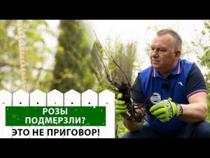 Чем обработать розы после зимы? Рекомендации эксперта