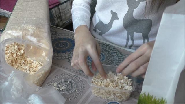 КАК вырастить траву дома для хомячка? смотреть онлайн