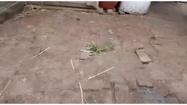 #95 #брама #куропатчитаябрама #куры Занеслась куропатчатая брама смотреть онлайн