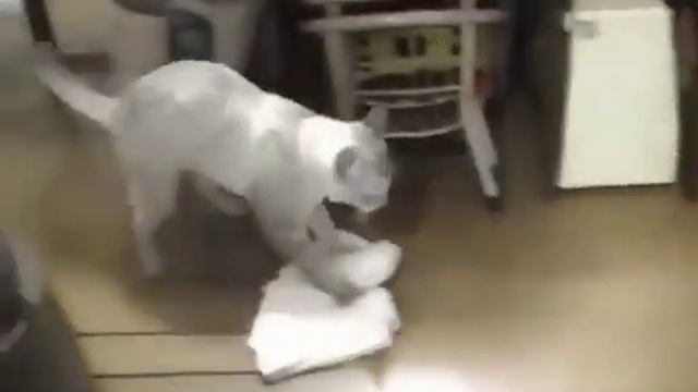 Где взять такого кота смотреть онлайн