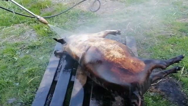 Моем поросёнка керхером смотреть онлайн