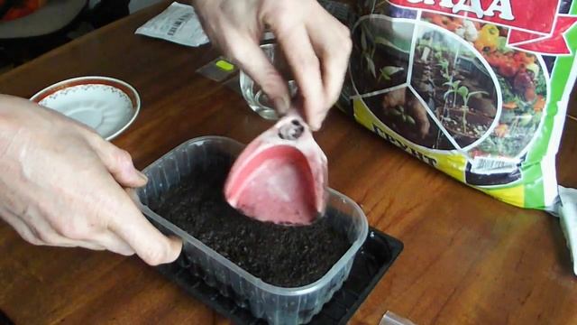 СТРАТИФИКАЦИЯ СЕМЯН КЛУБНИКИ СЕМЕНА ИЗ КИТАЯ vselennaya uvlesheniy смотреть онлайн