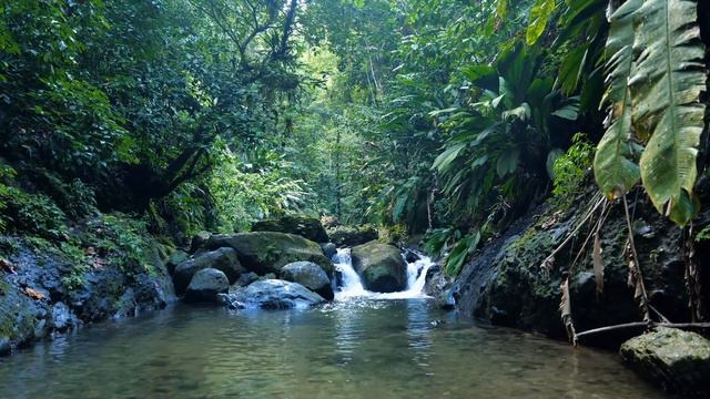 Rainforest Ecosystems