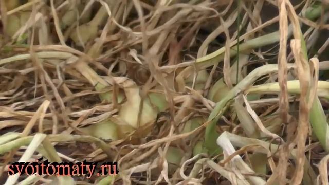 Тонкости выращивания, уборки и хранения лука севка из семян смотреть онлайн