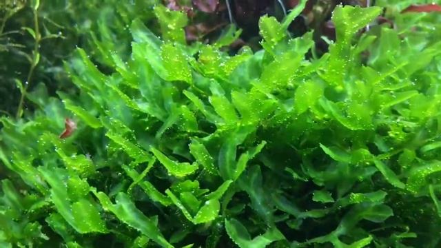 Monosolenium Tenerum