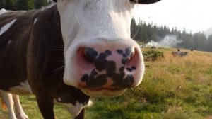 Как дышит корова