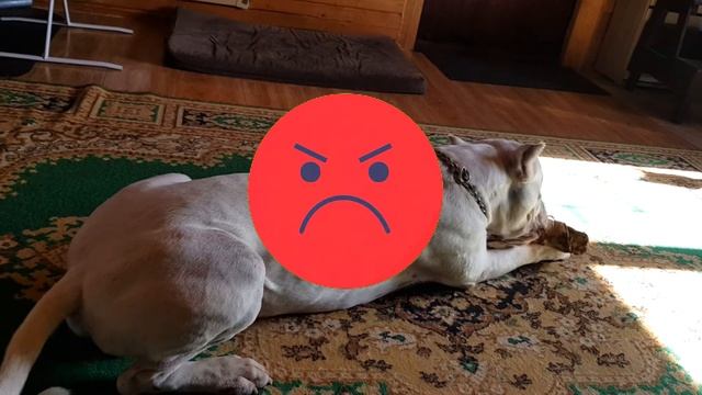 ОБРАЩЕНИЕ К ГОСТЯМ МОЕГО КАНАЛА "АРГЕНТИНСКИЙ ДОГ И ВИДЕО БЛОГ" смотреть онлайн