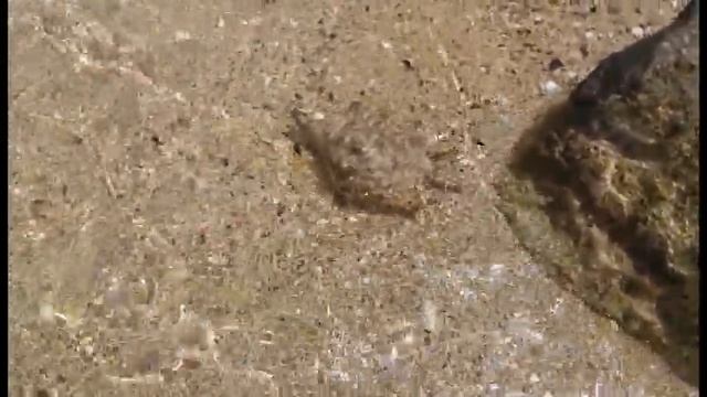 Обитатели Красного моря.Моллюск/Inhabitants of the Red Sea. Clam смотреть онлайн