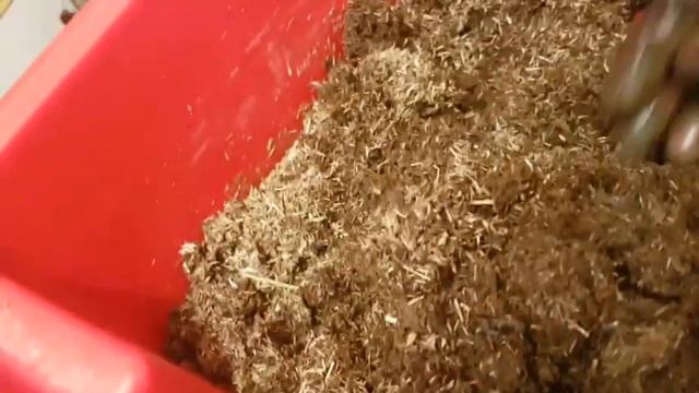 КОРМЛЮ ЧЕРВЕЙ первый раз за 3 месяца | Сладкая вода и Отруби/Какой результат