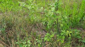 сравнение подвоя 54-118, мм106 и сеянца