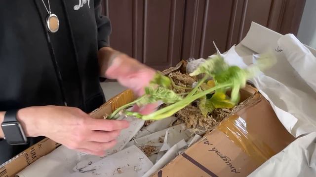 Unboxing Aroid Asia's 5th Attempt: Did They Finally Deliver Live Plants?