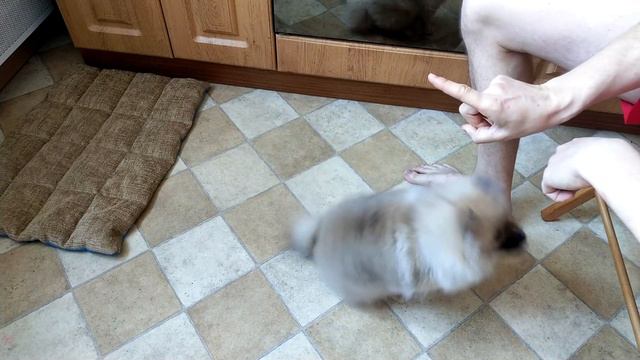 Учимся выполнять команды! смотреть онлайн