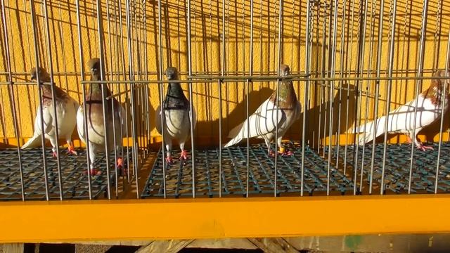 МАСТЕВЫЕ Голуби летающие по 8-9 часов ?/ pigeon pigeons смотреть онлайн