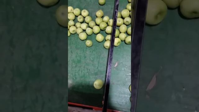 Sorting granny smith apples 5 смотреть онлайн