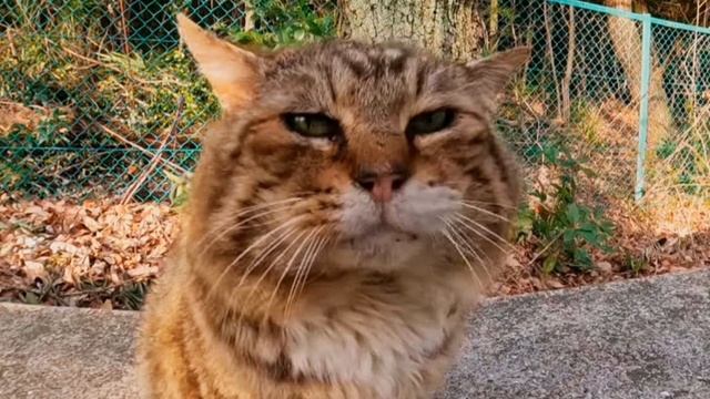 НЕ ИГРАЙ В ТЕЛЕФОН /СТРАШИЛКИ НА НОЧЬ смотреть онлайн