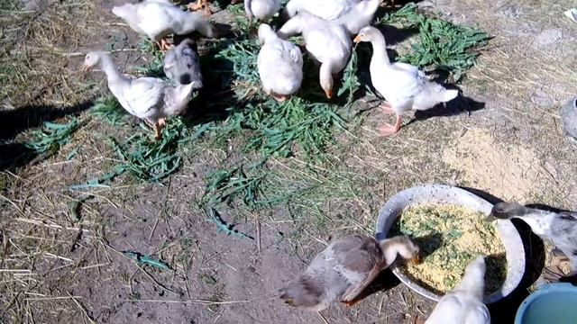 Гуси Датский Легарт / День 30 вес 3.2 кг