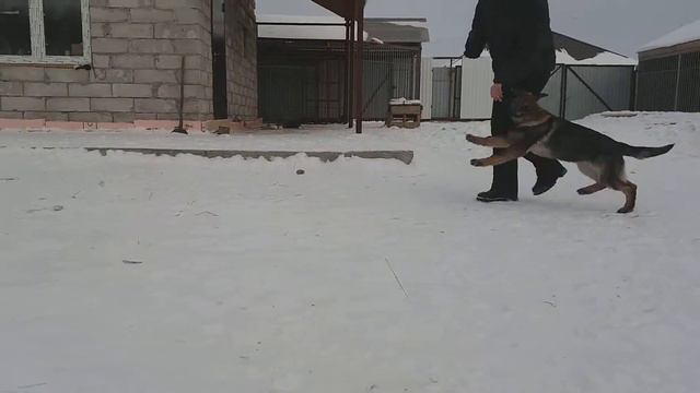 Нургуш Гарда, 4 мес, продается смотреть онлайн