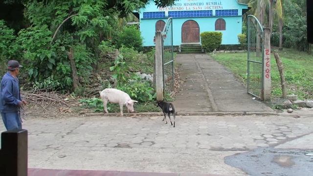 OMETEPE - THIS LITTLE PIG WENT TO THE MARKET смотреть онлайн