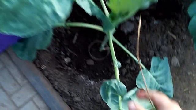 Как кролик капусту ел. смотреть онлайн