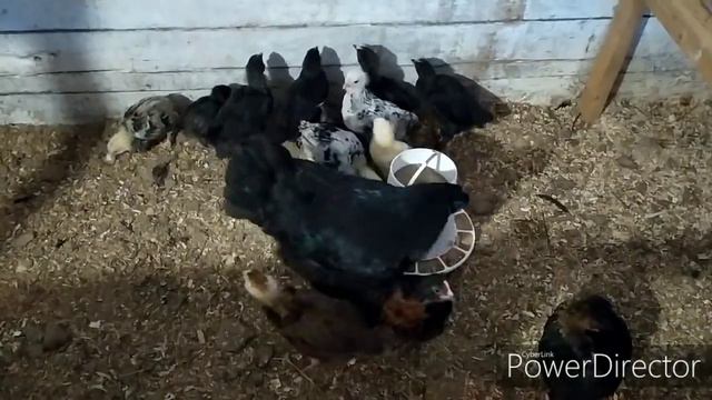 ДОЖДАЛИСЬ ЗИМЫ УРА смотреть онлайн