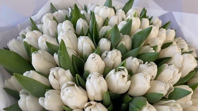 Букет из 101 белого тюльпана Бом-ле-Месьен смотреть онлайн