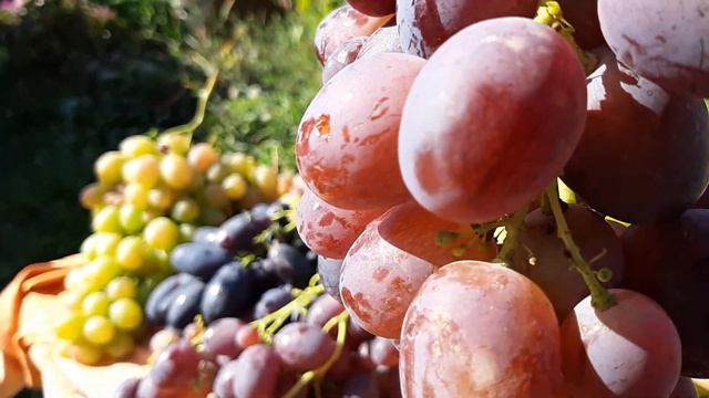 Виноград памяти Крайнова, Велика, Сиреневый туман. 2020. Видео каталог. смотреть онлайн