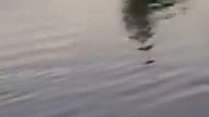 釣魚 Джамбул Тараз Казахстан Рыбалка на Сенгирбае / Белый амур