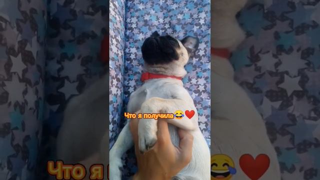 #дина #животные #любовь #мопс #мопсик #собака #щенок #dog #mops #маленькиесобачки смотреть онлайн