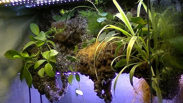Как сделать палюдариум, флорариум.