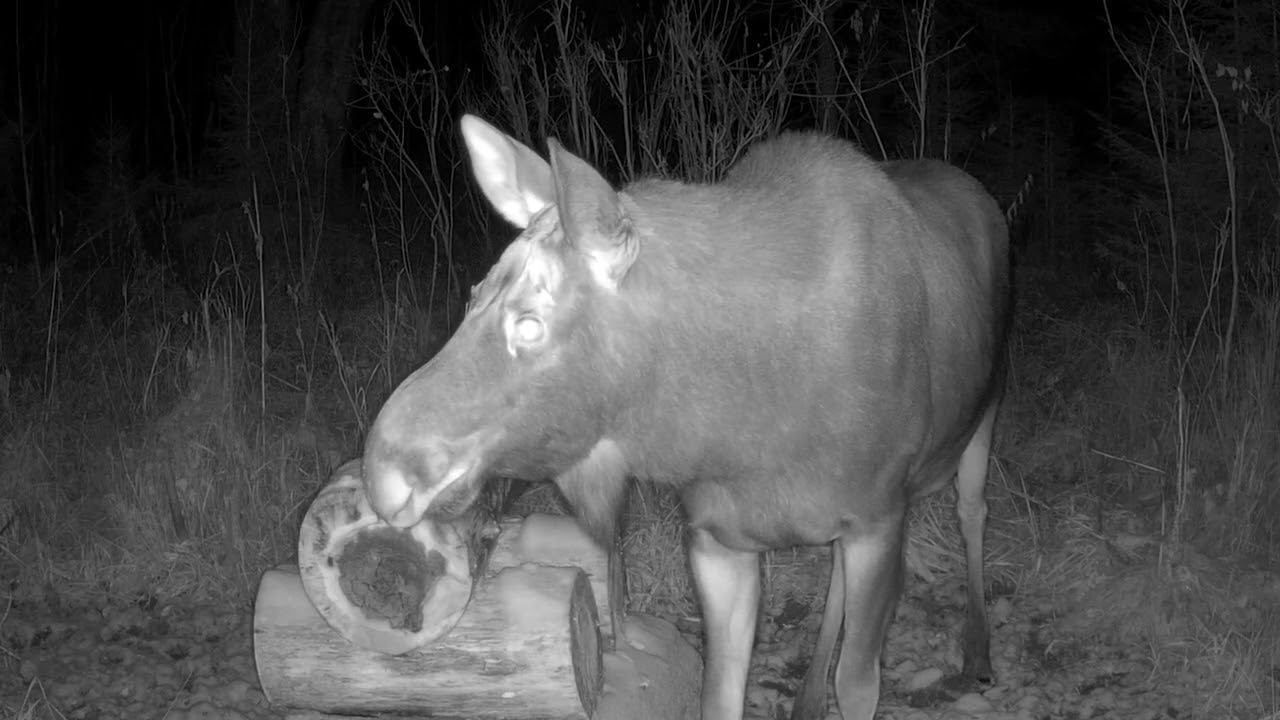 На солонце №2 Фотоловушка SEELOCK S308W #4.5 смотреть онлайн