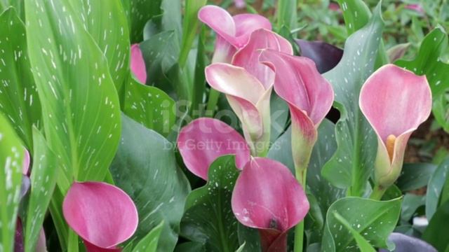 Cracking The Anthurium Collection Code 💏