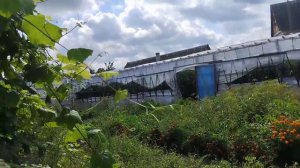 Томат Конго!!!