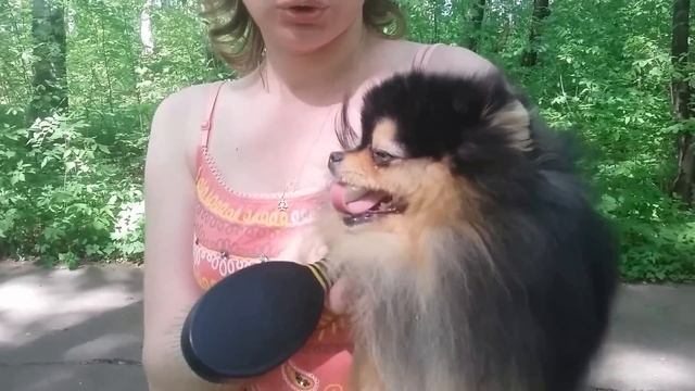 Померанский Шпиц Вязка, 89223430462 смотреть онлайн