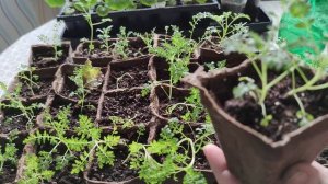 Схизантус  будет компактным при трёх условиях