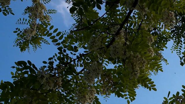 IN FLOWERING : Acacia blossom in Spring 2023 смотреть онлайн