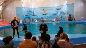 Алуштинский дельфинарий Акварель