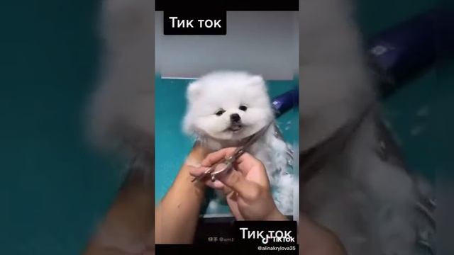 Китайская собачка смотреть онлайн