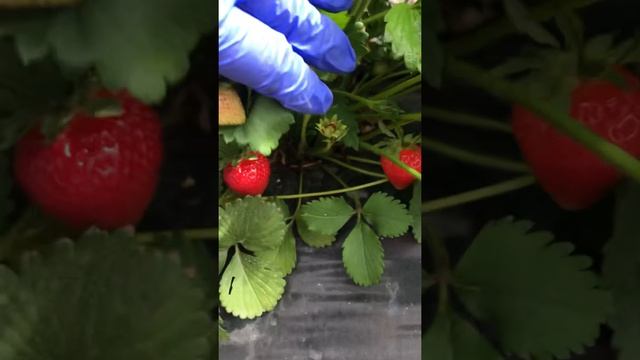 Сорт земляники Флёр смотреть онлайн