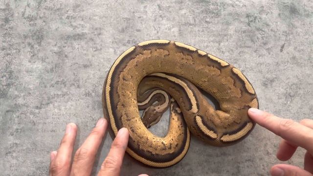 Morph Hunter EP. 53 l Top 10 of Ball Python 2021 смотреть онлайн