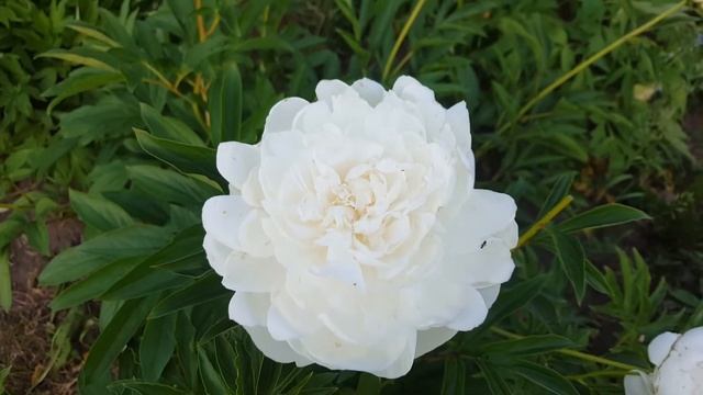 Пион Elsa Sass. Peon Elsa Sass. смотреть онлайн