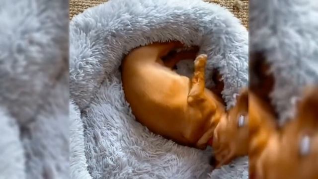 Dachshund Compilation - Funny And Cute Videos смотреть онлайн